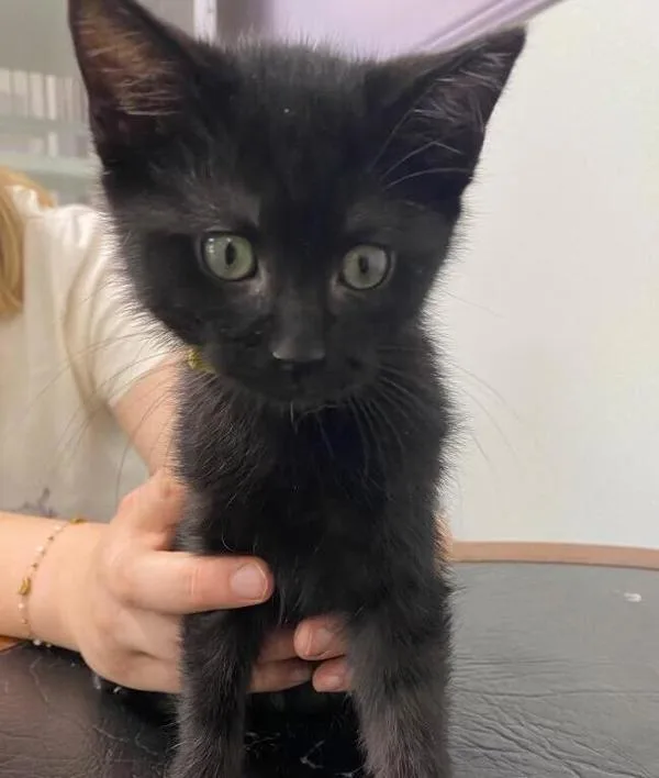 A baby small-sized female Domestic Short Hair cat named Mila for adoption in Stratham, NH