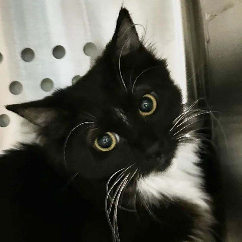 A baby medium-sized female Domestic Medium Hair cat named Nevaeh Roswell for adoption in Denver, CO