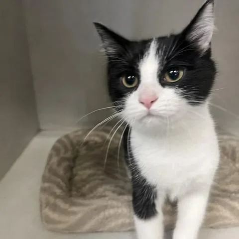 A baby small-sized female Black Domestic Short Hair cat named Dani for adoption in Dayton, OH