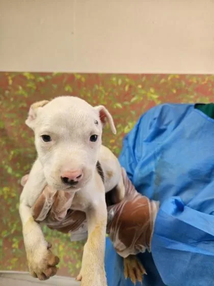 A young small-sized female American Staffordshire Terrier dog named Jog for adoption in San Antonio, TX