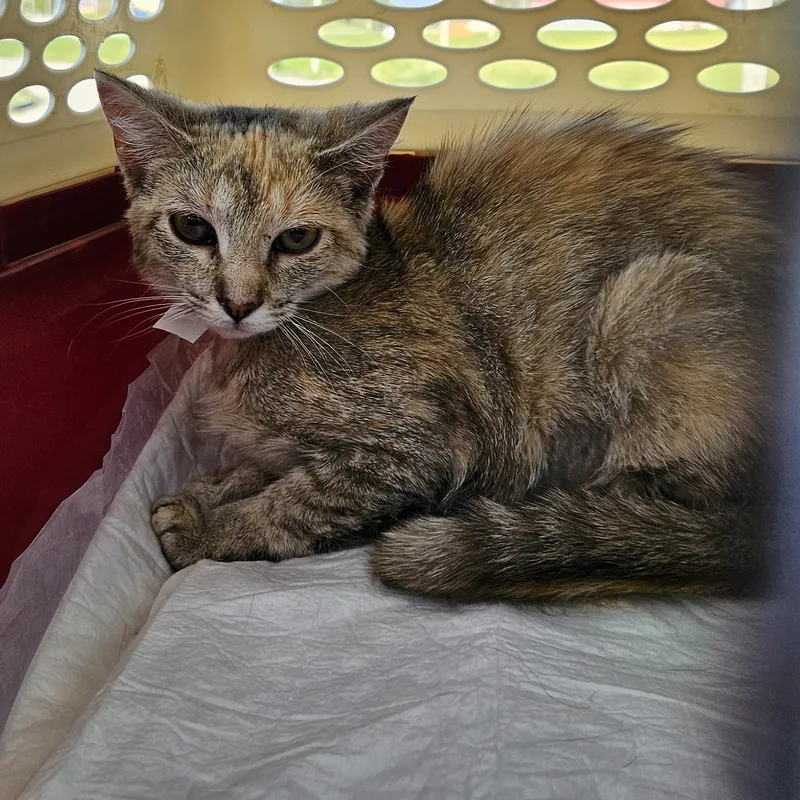 A young small-sized female Tabby (Brown / Chocolate) Domestic Short Hair cat named LuLu for adoption in Monroe, TN
