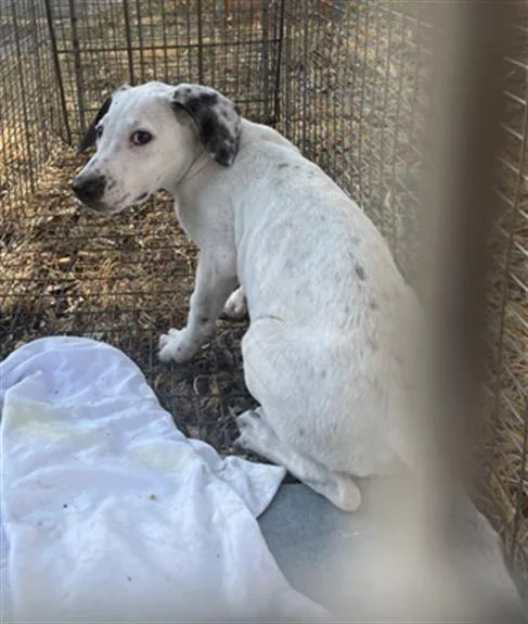 A baby medium-sized female Mixed Breed dog named Soonyee for adoption in Dallas, TX