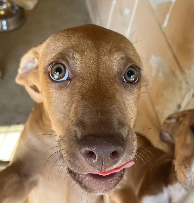 A baby small-sized female American Staffordshire Terrier dog named Cardi for adoption in New Braunfels, TX