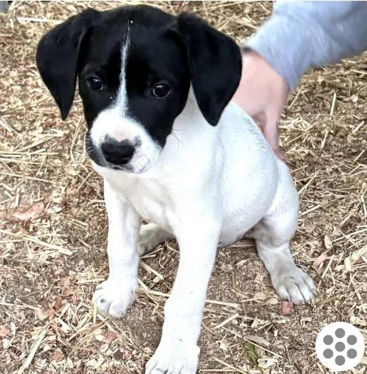 A baby large-sized male White / Cream Labrador Retriever dog named Luke Skywalker for adoption in Detroit, MI