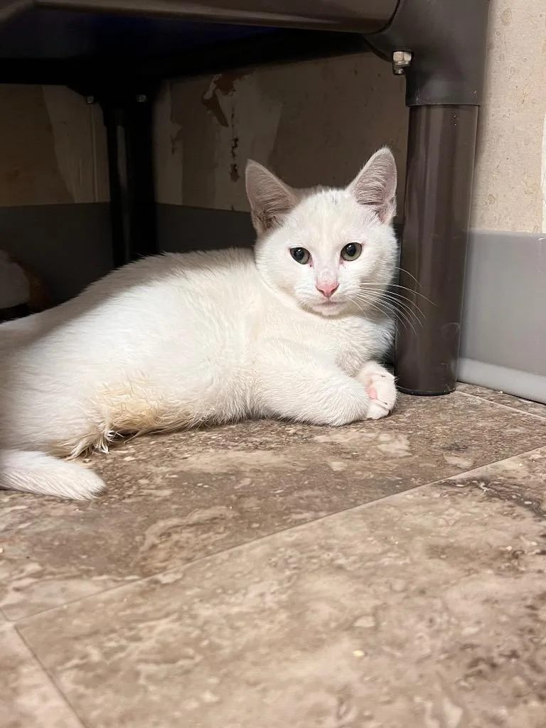 Bartok