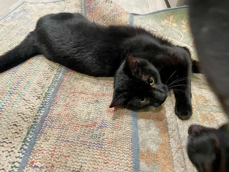 A young medium-sized female Black Domestic Short Hair cat named Gambit for adoption in Brooklyn, NY