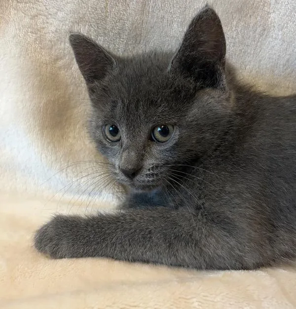 A baby small-sized female Domestic Short Hair cat named Ac Unit K Thermostat for adoption in Sherwood, OR