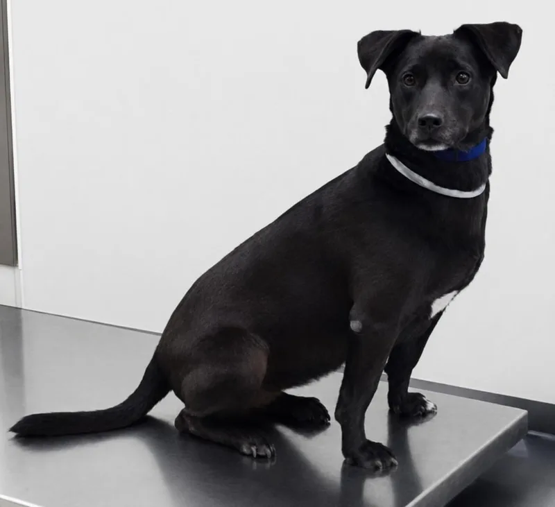 An adult medium-sized female Chihuahua dog named Minnie for adoption in Houston, TX