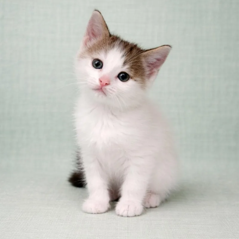 A baby small-sized female Gray / Blue / Silver Domestic Short Hair cat named Dolly Purrton for adoption in Morganton, NC