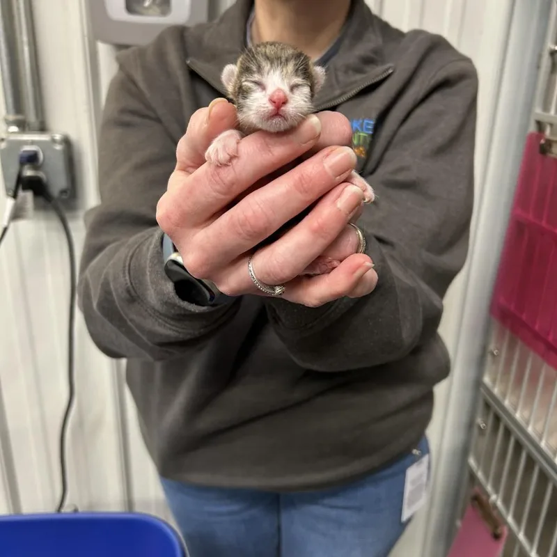 Dolly Purrton thumbnail 2