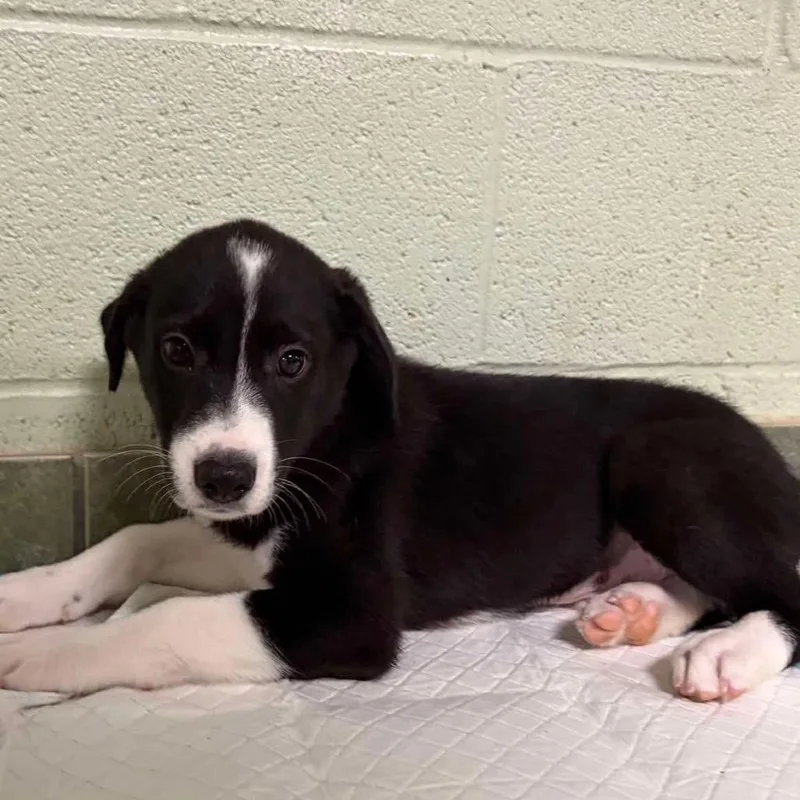 A baby small-sized male Black Mixed Breed dog named Relish for adoption in Oxford, ME