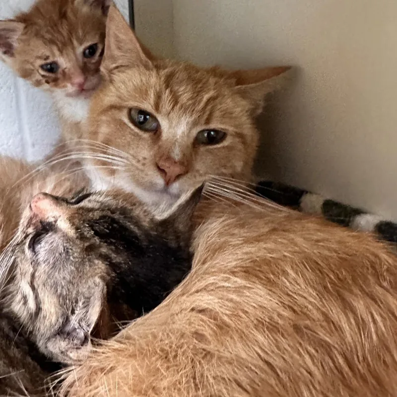 A young medium-sized female Orange / Red Domestic Short Hair cat named Pizza Hut for adoption in Rocky Mount, VA
