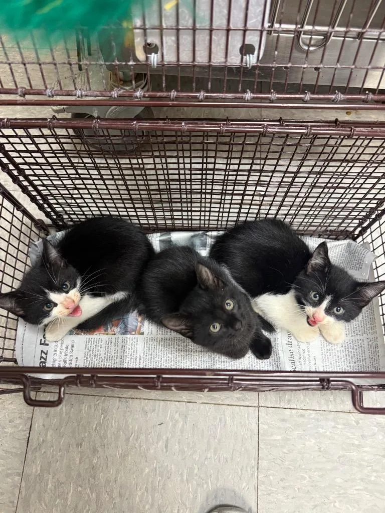 A baby medium-sized male American Bobtail cat named Bentley for adoption in Sorrento, LA