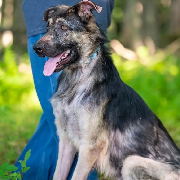 A young large-sized male Black German Shepherd Dog dog named Bronco for adoption in New Ringgold, PA