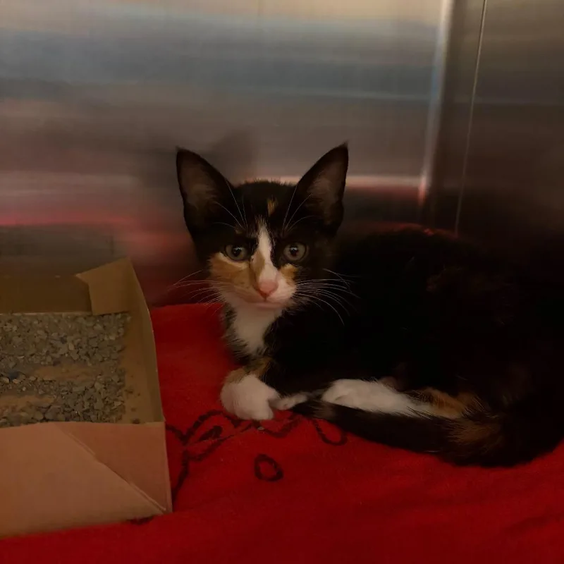 A baby small-sized female Domestic Short Hair cat named Hannah for adoption in Council Bluffs, IA