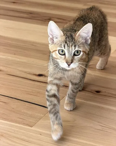 A baby medium-sized female Torbie cat named Clair for adoption in Parkville, MO