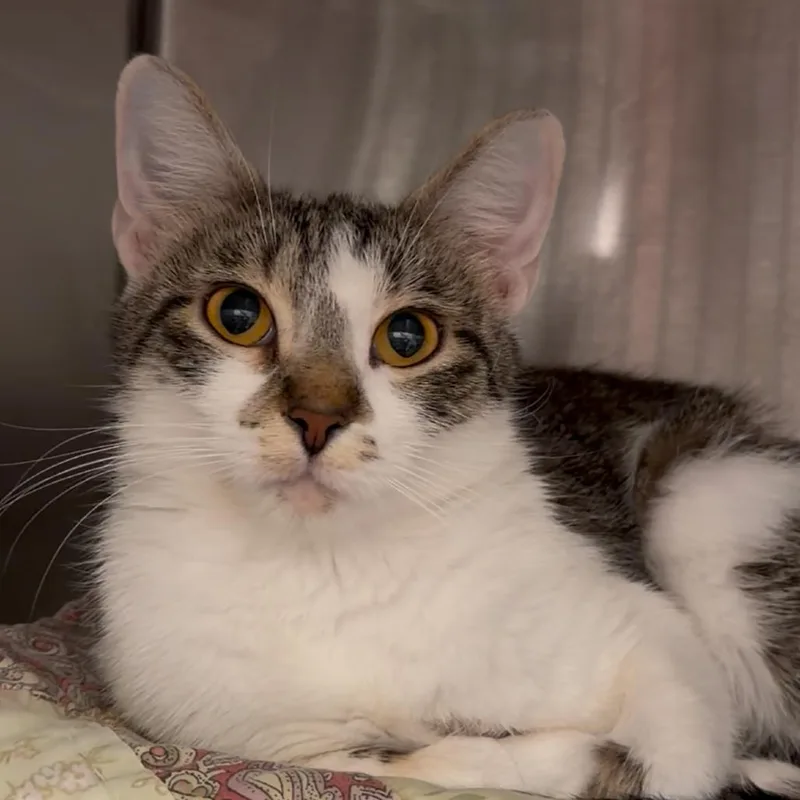 An adult medium-sized female Brown / Chocolate Domestic Short Hair cat named Dollywood for adoption in Evanston, IL