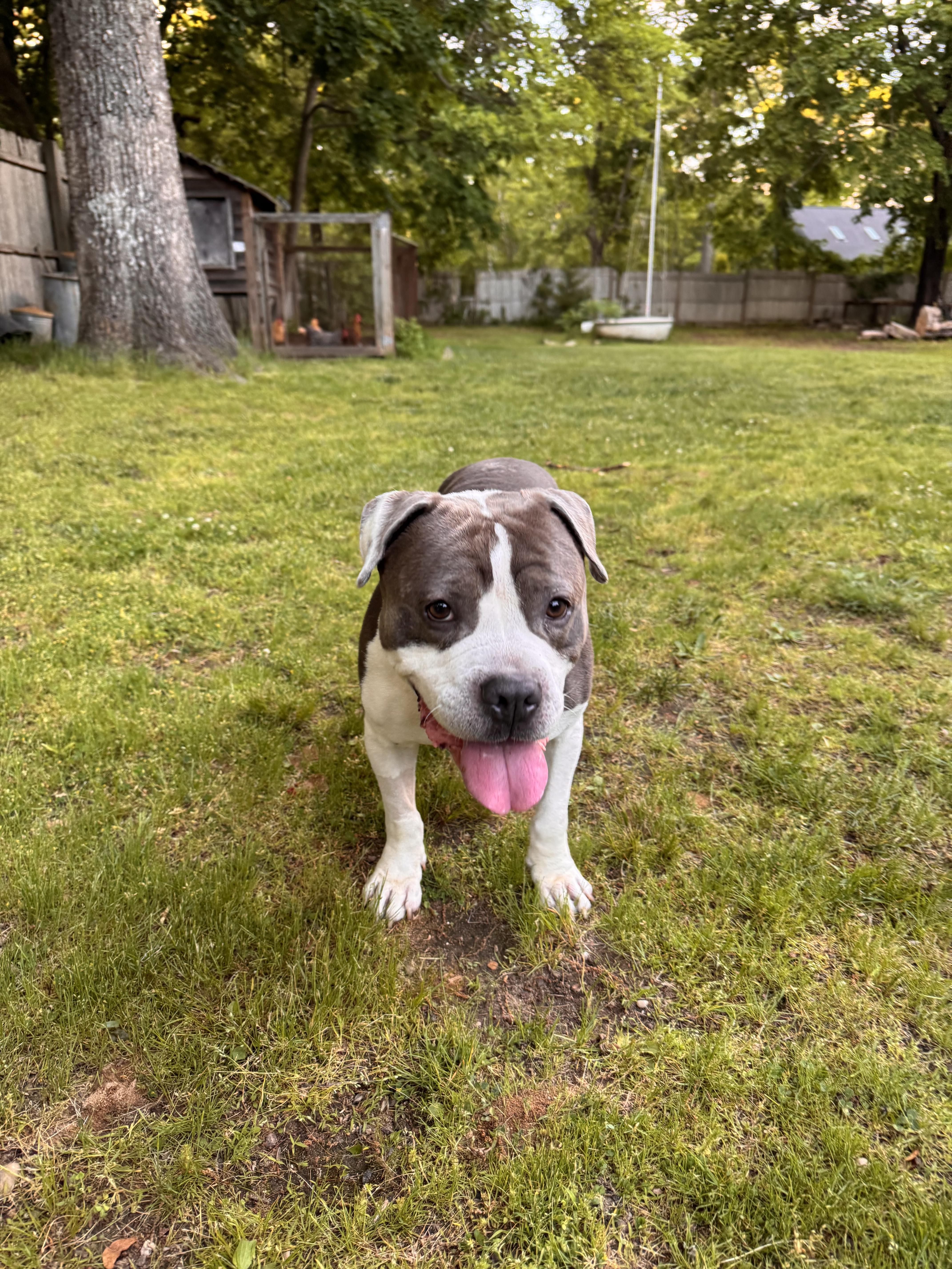 An adult medium-sized male Gray / Blue / Silver Mixed Breed dog named King Dee Dee for adoption in Vassalboro, ME