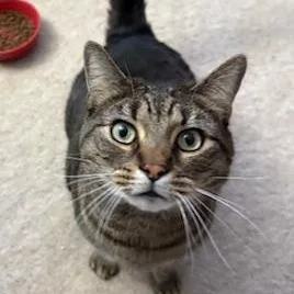 An adult large-sized male Tabby (Brown / Chocolate) Tabby cat named Roobarb  Big Handsome for adoption in Southern Pines, NC