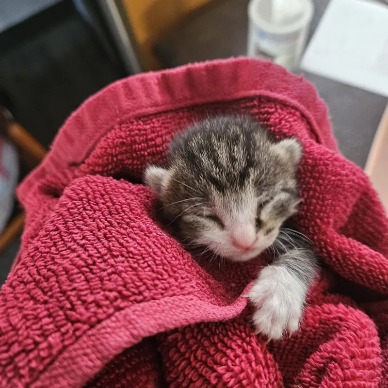 A baby small-sized male Gray / Blue / Silver Domestic Short Hair cat named Weeble for adoption in Ridgely, MD