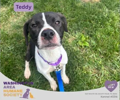 An adult medium-sized male Beagle dog named Teddy for adoption in Eighty Four, PA