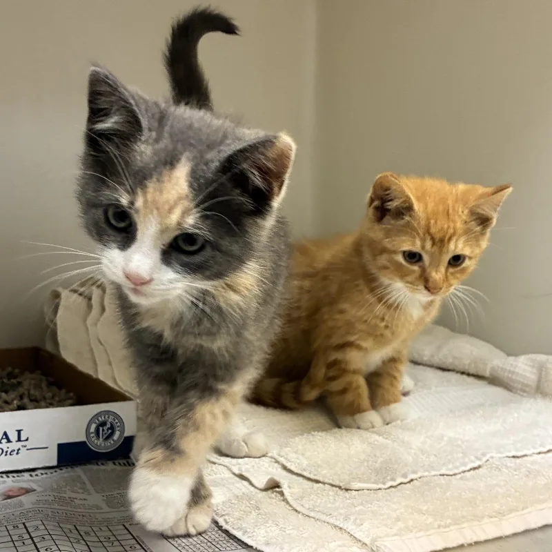 A baby small-sized female Gray / Blue / Silver Domestic Short Hair cat named 71625 for adoption in Harrisonburg, VA