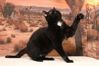 An adult small-sized male Domestic Short Hair cat named Strawberry Yogurt for adoption in West Chester, PA