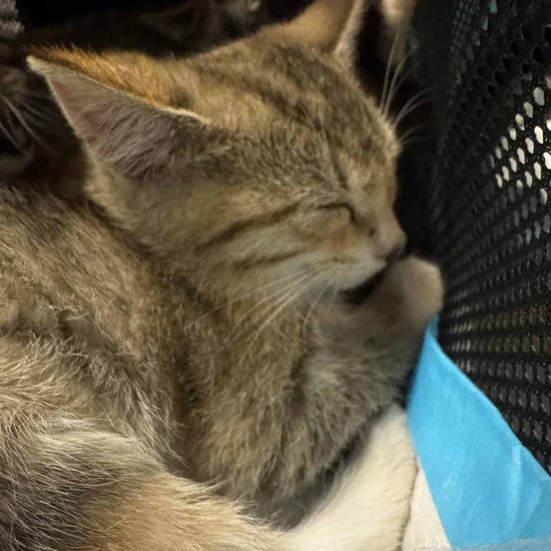 A baby small-sized female Torbie Domestic Short Hair cat named Carla for adoption in Chicago, IL
