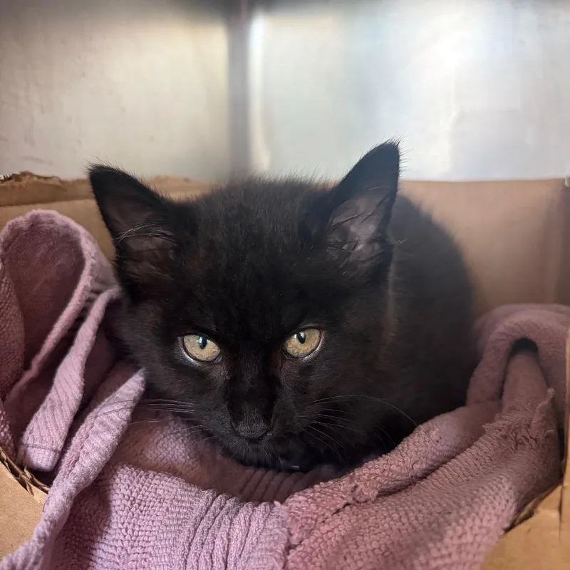 A baby small-sized male Black Domestic Short Hair cat named Spots for adoption in Chicago, IL
