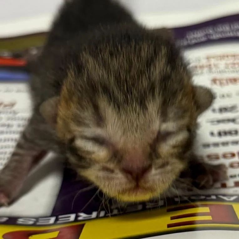 A baby small-sized female Brown / Chocolate Domestic Short Hair cat named Carol for adoption in Yuma, AZ