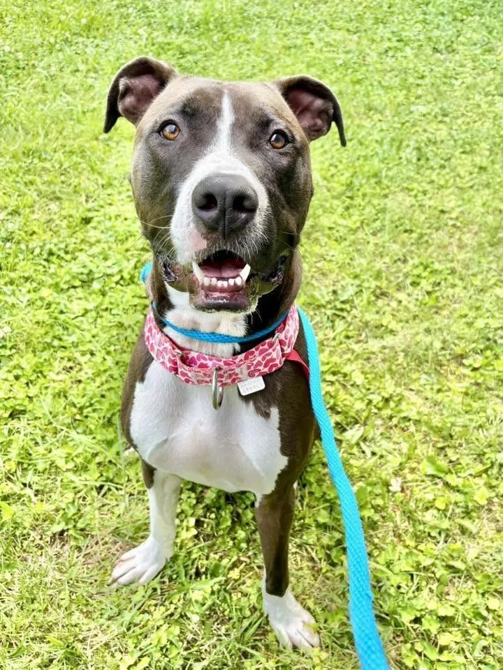 An adult large-sized male Black Mixed Breed dog named Clyde E Dale for adoption in Cincinnati, OH