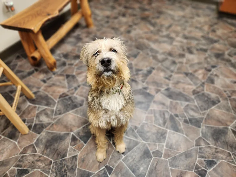 Peppermint Butler thumbnail 2