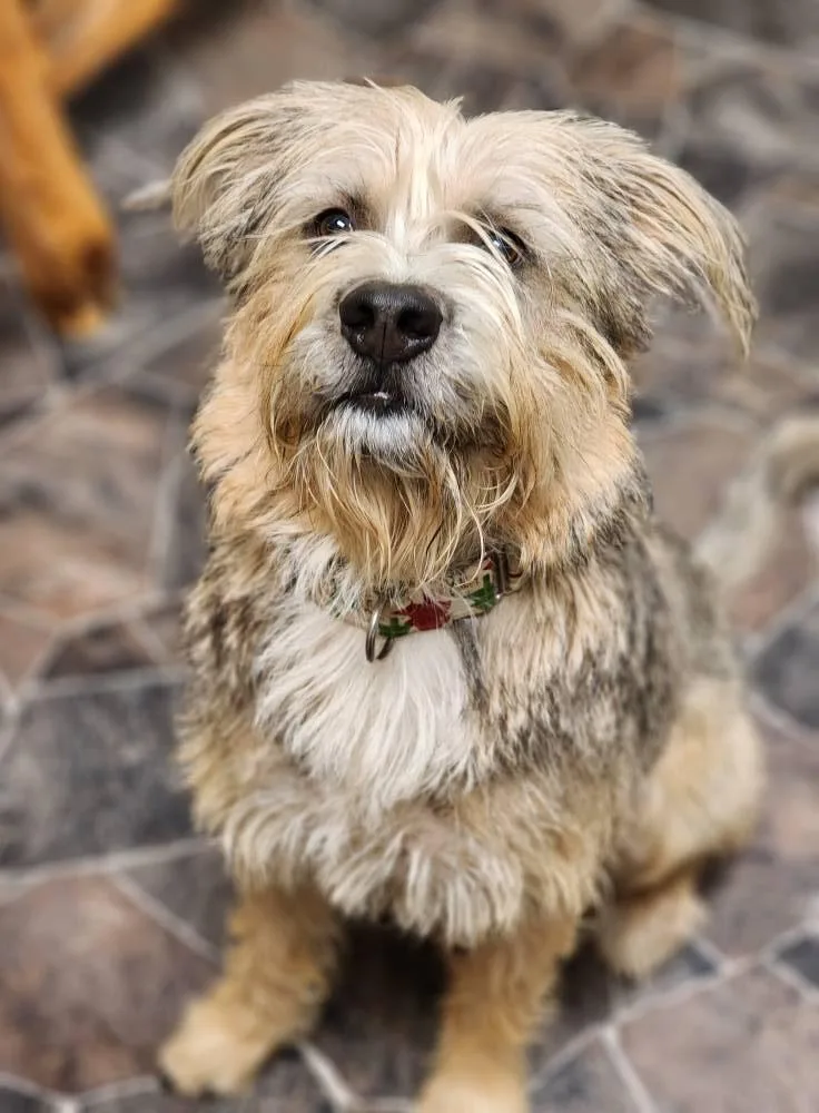 Peppermint Butler thumbnail 4