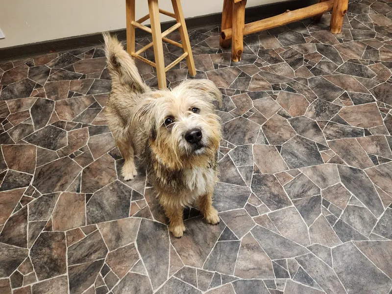 Peppermint Butler thumbnail 6