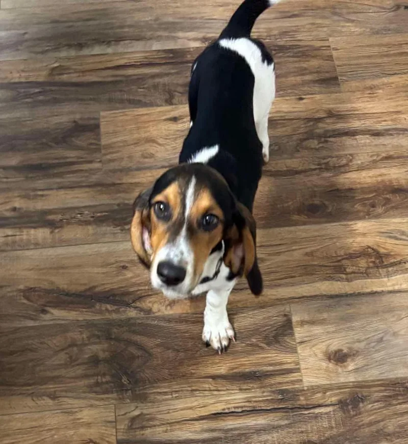 A baby small-sized female Basset Hound dog named Islya for adoption in Panama City, FL