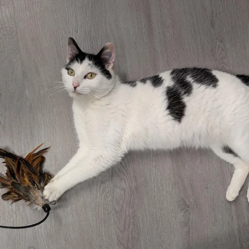 Freckles thumbnail 2