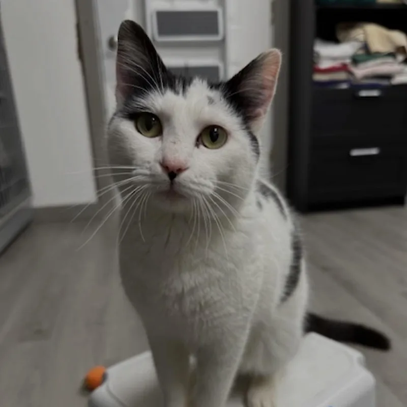A baby medium-sized male Black & White / Tuxedo Domestic Short Hair cat named Freckles for adoption in Renton , WA