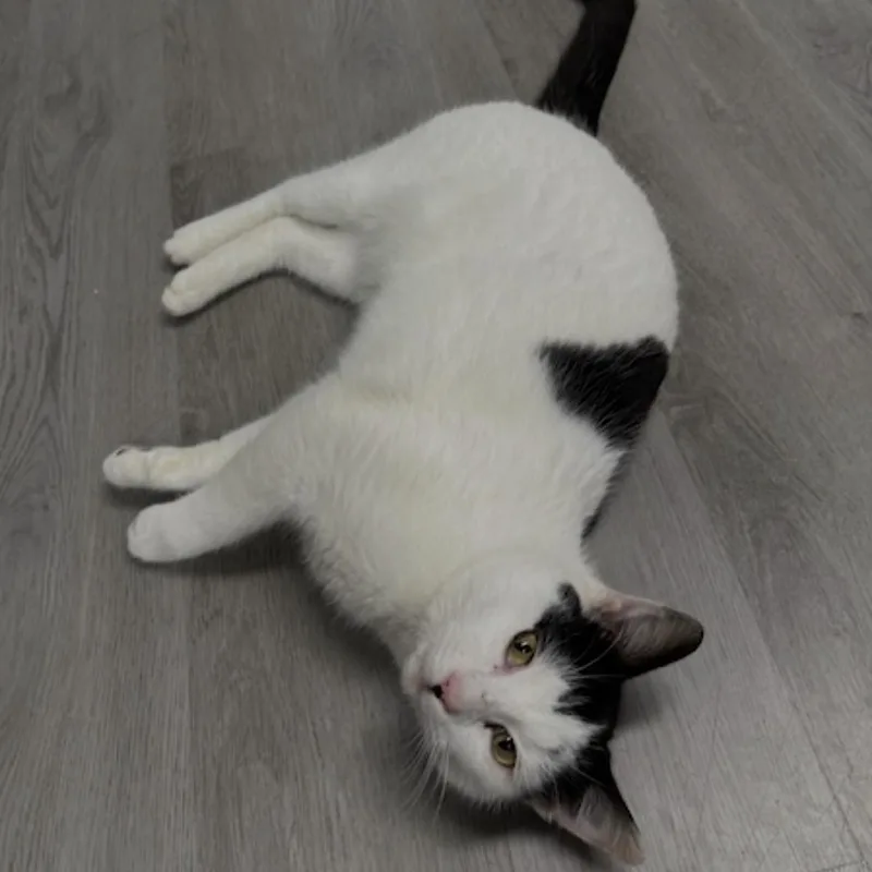 Freckles thumbnail 4