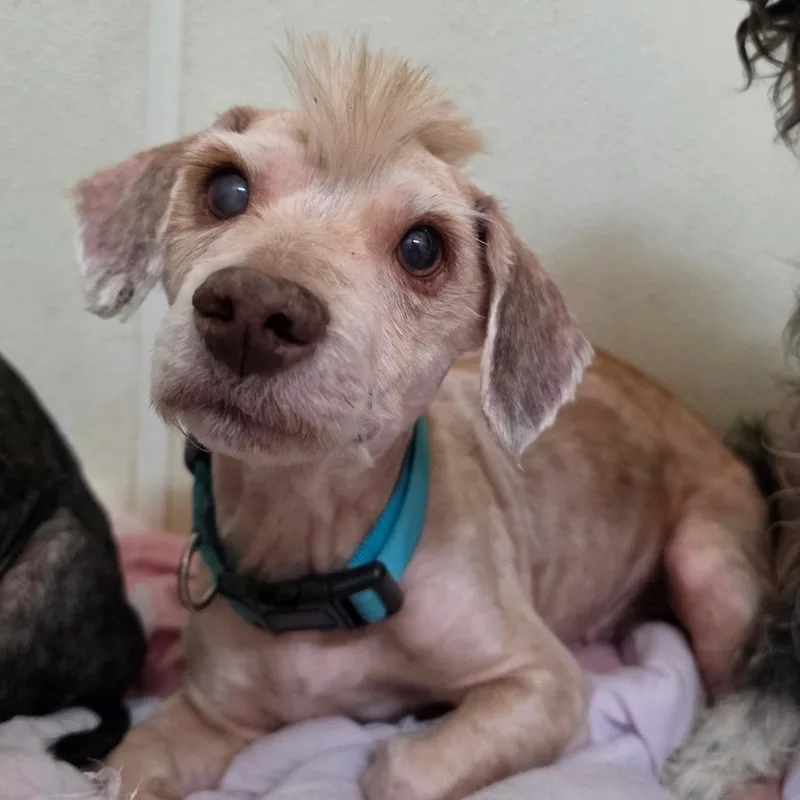 An adult small-sized male Yellow / Tan / Blond / Fawn Poodle dog named Sloan  Chino Hills for adoption in Chino Hills, CA