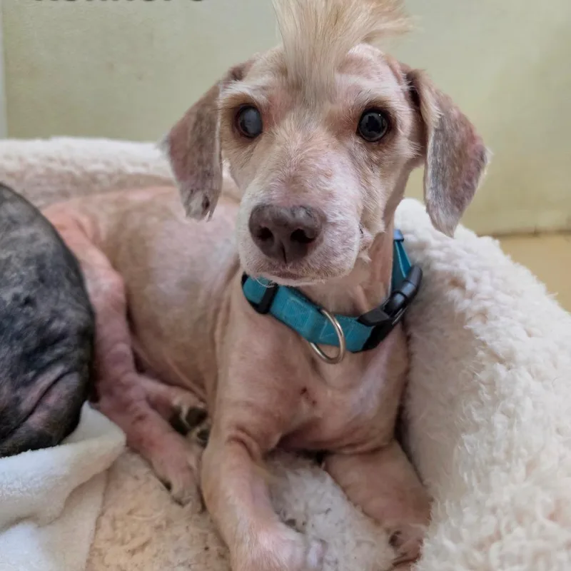 Sloan  Chino Hills thumbnail 2