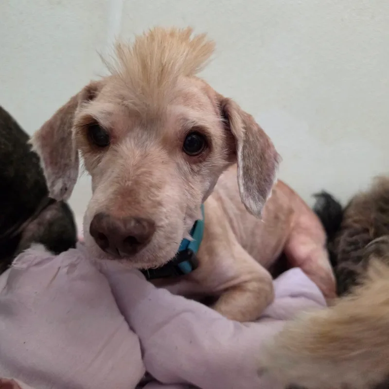 Sloan  Chino Hills thumbnail 3