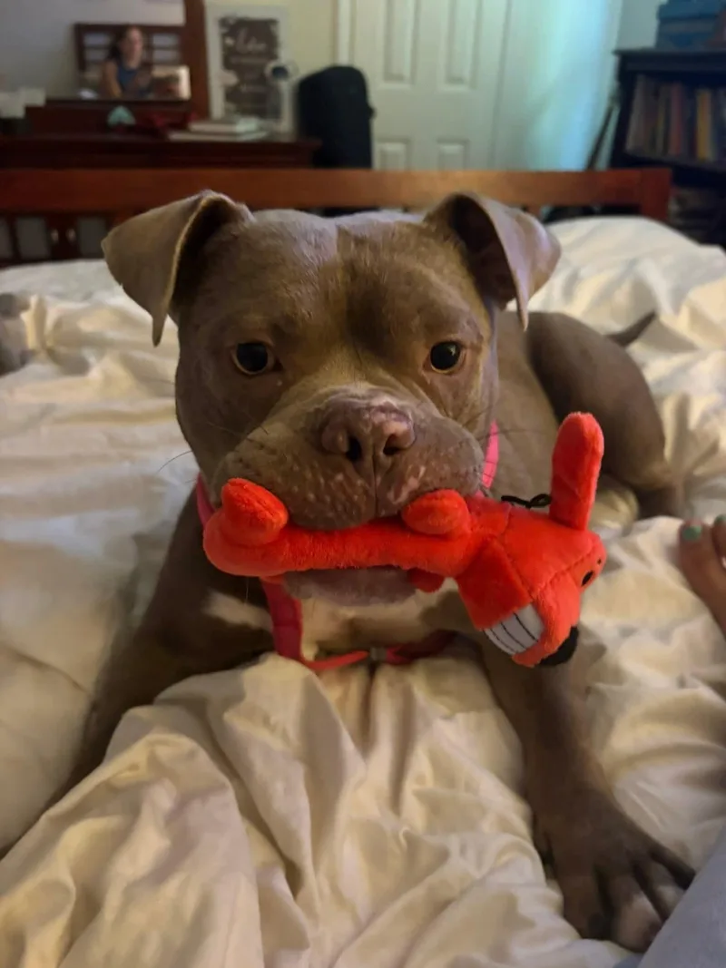 An adult medium-sized male Gray / Blue / Silver American Bulldog dog named Major for adoption in Jackson, TN