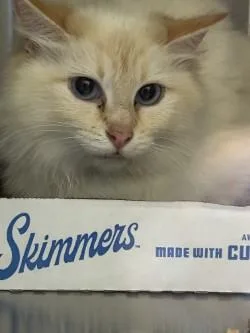 An adult medium-sized female Domestic Long Hair cat named Suarez for adoption in Kansas City, MO