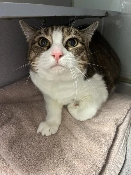 An adult large-sized female Domestic Short Hair cat named Chloe for adoption in Salt Lake City, UT