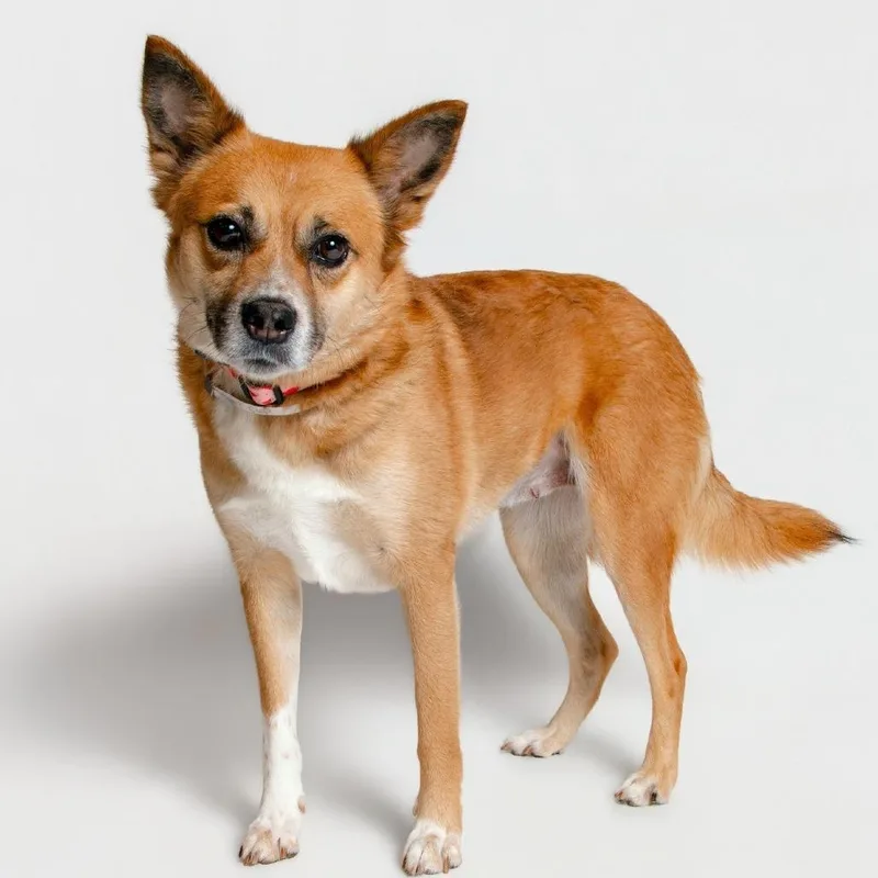 A senior medium-sized female Yellow / Tan / Blond / Fawn Mixed Breed dog named Fruit Cup for adoption in Knoxville, TN