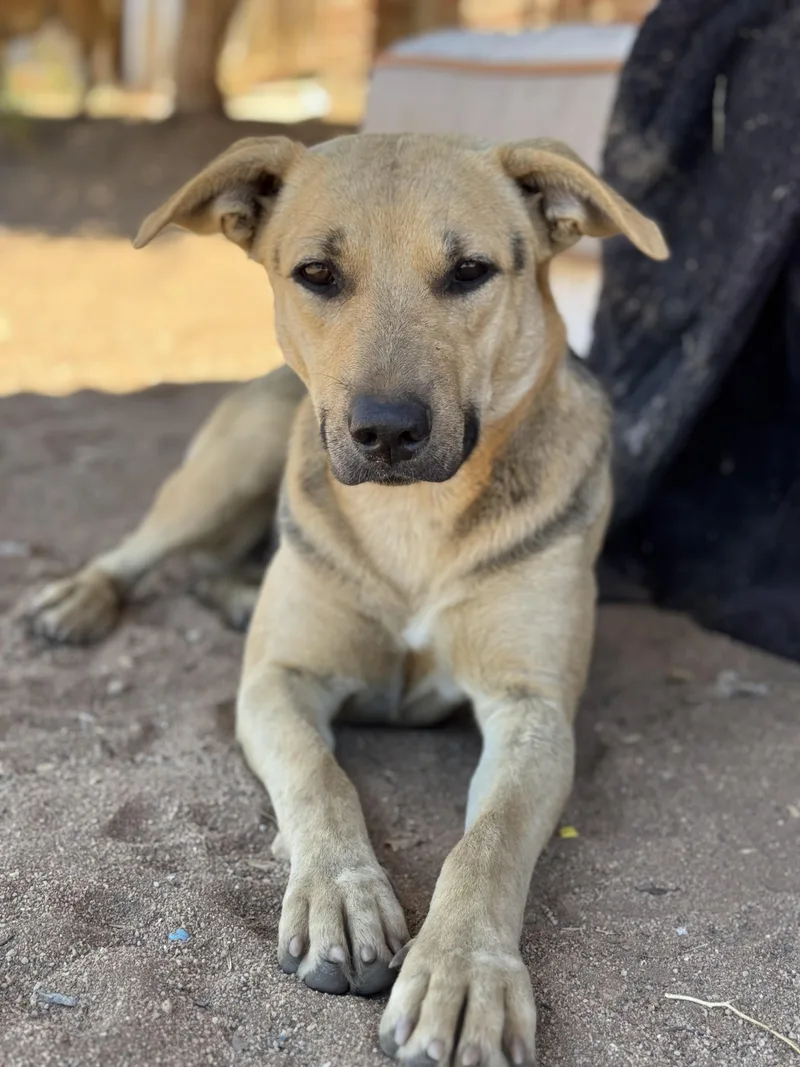A young medium-sized female Brown / Chocolate Shepherd dog named Rosie for adoption in Bakersfield, CA