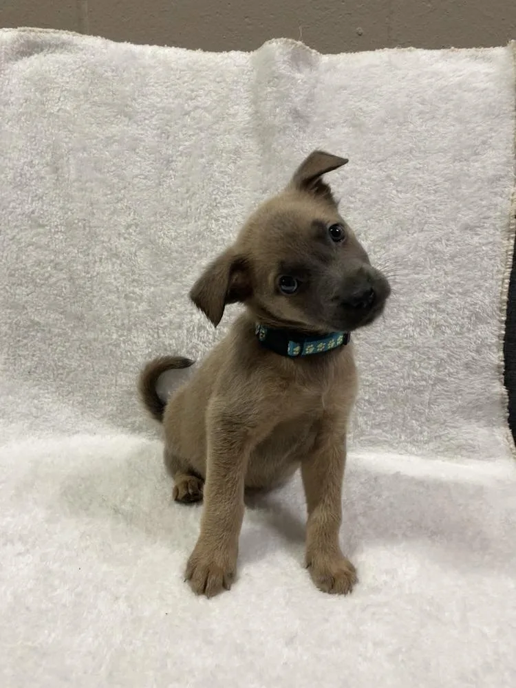 A baby small-sized female Belgian Shepherd / Malinois dog named Hallowed Harvest Jarrahdale for adoption in Imlay City, MI