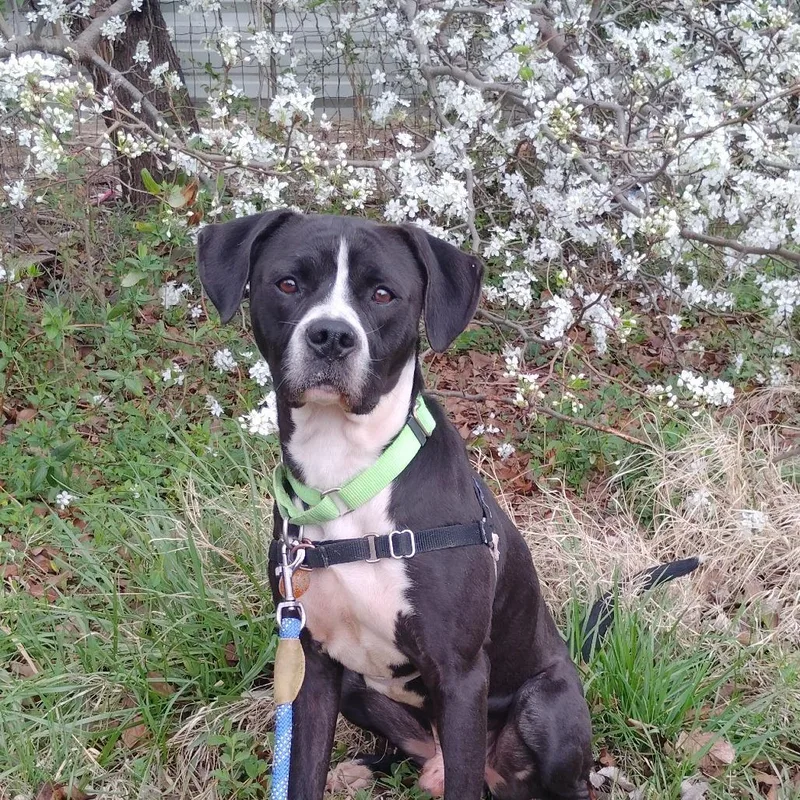 An adult medium-sized male Black Boxer dog named Dude for adoption in Tulsa, OK