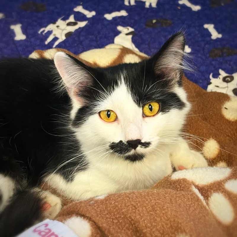 A baby medium-sized female Domestic Medium Hair cat named Clover for adoption in Godfrey, IL