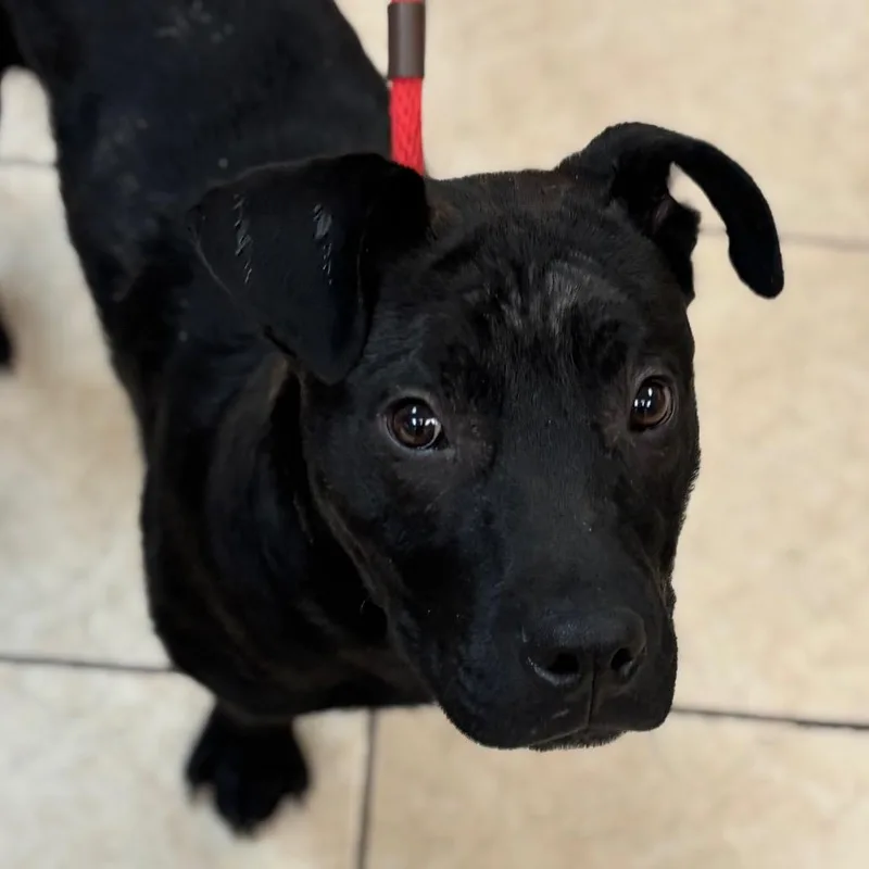 A young medium-sized male Black Pit Bull Terrier dog named Viper for adoption in Birmingham, AL